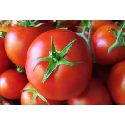Семена томата красного Лагранж F1  (100 семян), Libra Seeds (Erste Zaden)